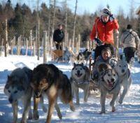 Dogsledding in Quebec